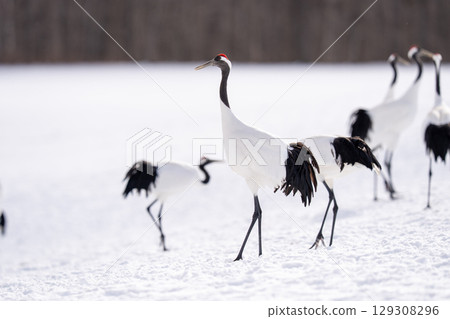 A red-crowned crane resting its wings at a feeding area A red-crowned crane resting its wings at a feeding area 129308296