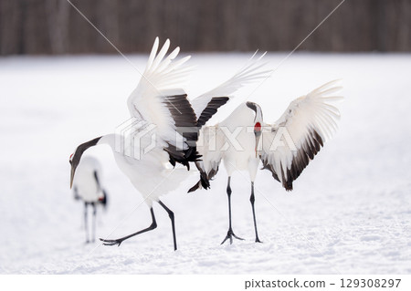 Red-crowned crane spreading its wings and dancing Red-crowned crane spreading its wings and dancing 129308297