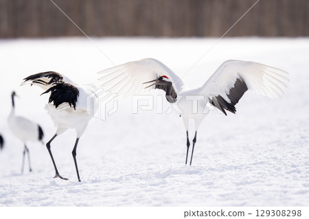 Red-crowned crane spreading its wings and dancing Red-crowned crane spreading its wings and dancing 129308298