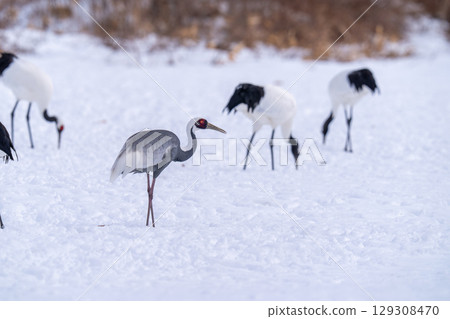一隻白枕鶴出現在餵食站 一隻白枕鶴出現在餵食站 129308470