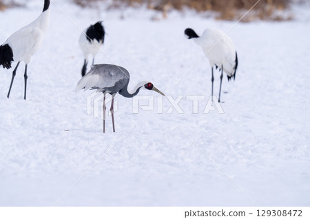 一隻白枕鶴出現在餵食站 129308472