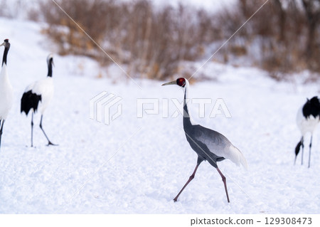 A white-naped crane appears at the feeding station 129308473