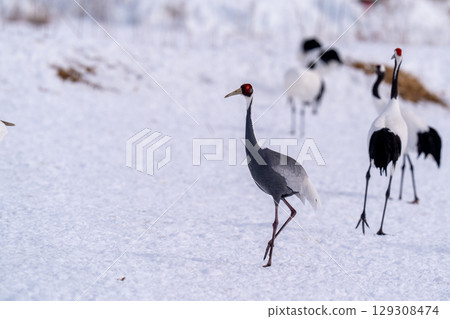 一隻白枕鶴出現在餵食站 一隻白枕鶴出現在餵食站 129308474