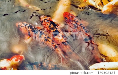 Three red and black Nishikigoi carp lined up Three red and black Nishikigoi carp lined up 129308481
