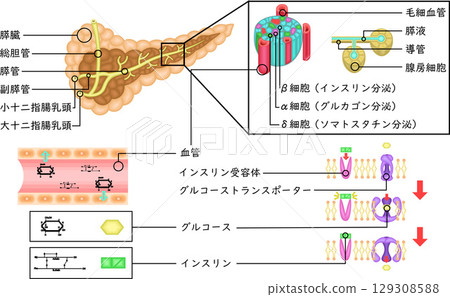 Pancreas Insulin Mechanism Illustration Japanese 129308588