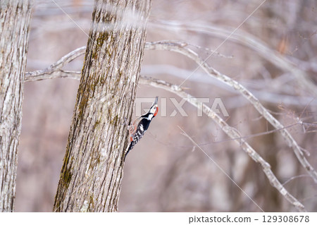 A great spotted woodpecker perched on a tree trunk searching for food 129308678
