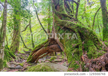 Three-legged Yakusugi Cedar, Shiratani Unsuikyo Gorge, Yakushima (March) 129308748