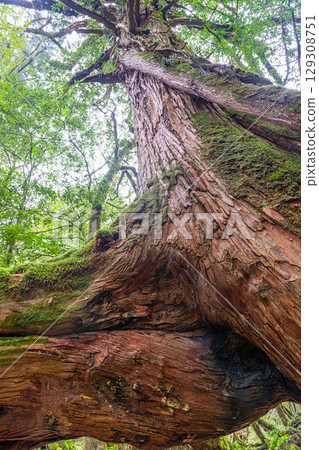 Three-legged Yakusugi Cedar, Shiratani Unsuikyo Gorge, Yakushima (March) 129308751
