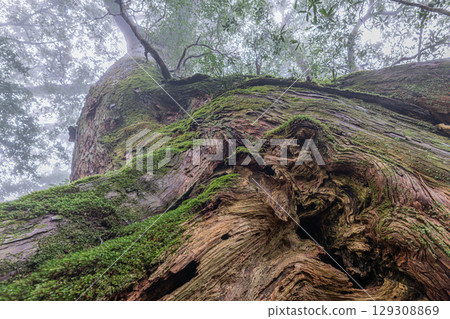 The Giant Yakusugi Cedar of Shiratani, Yakushima (March): A Giant Tree Inhabited by a Nameless God 129308869