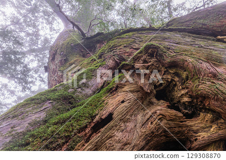 Yakusugi Cedar, Yakushima National Park (March) Giant tree where gods reside 129308870