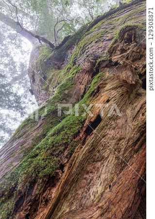屋久杉，屋久島國立公園（3月）神居住的巨樹 129308871