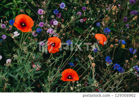 Vibrant red poppies surrounded by a mix of purple and blue wildflowers in a thriving garden ecosystem. Emotional healing through nature, floral therapy, therapeutic landscapes, green mindfulness. Vibrant red poppies surrounded by a mix of purple and blue wildflowers in a thriving garden ecosystem. Emotional healing through nature, floral therapy, therapeutic landscapes, green mindfulness. 129308902
