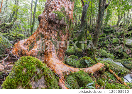 The Giant Himeshara Tree of Shiratani, Yakushima (March): A Giant Tree Where God Dwells 129308910