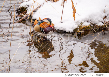 Mandarin ducks resting by the water in winter 129308930
