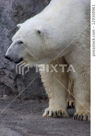 旭山動物園的北極熊(北海道旭川市) 旭山動物園的北極熊(北海道旭川市) 129308961