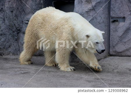 旭山動物園的北極熊(北海道旭川市) 旭山動物園的北極熊(北海道旭川市) 129308962