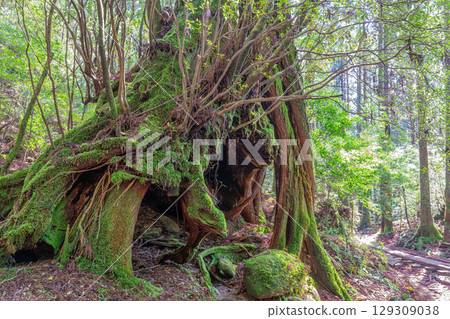 Sanyo Yakusugi Cedar, Yakushima National Park (March) Sanyo Yakusugi Cedar, Yakushima National Park (March) 129309038