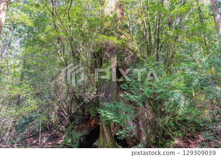 Sanyo Yakusugi Cedar, Yakushima National Park (March) 129309039
