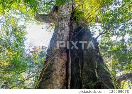Seven Yakusugi Cedars, Shiratani Unsuikyo Gorge, Yakushima (March) Seven Yakusugi Cedars, Shiratani Unsuikyo Gorge, Yakushima (March) 129309078