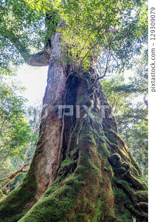 Seven Yakusugi Cedars, Shiratani Unsuikyo Gorge, Yakushima (March) Seven Yakusugi Cedars, Shiratani Unsuikyo Gorge, Yakushima (March) 129309079