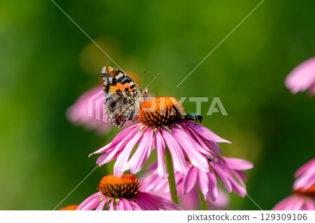 A swallowtail butterfly resting on a purple daisy A swallowtail butterfly resting on a purple daisy 129309106