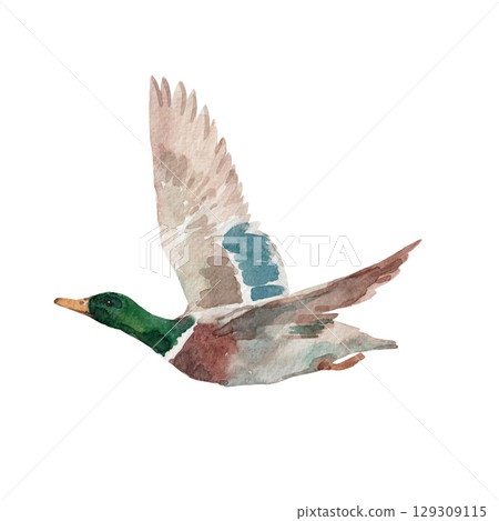 Flying watercolor duck isolated hand drawn mallard bird illustration for prints, cards and kids decor 129309115