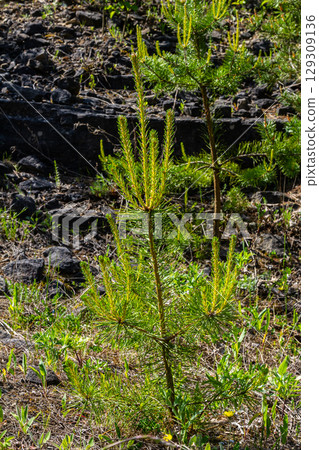 Small pine tree. small green spruce grows on a stone against the background of the forest. coniferous plants germinate in unfavorable conditions 129309136