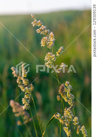 Plant Dactylis against green grass. In the meadow blooms valuable fodder grass Dactylis glomerata.Dactylis glomerata, also known as cock's foot, orchard grass, or cat grass 129309139