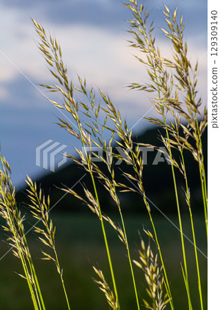 Calamagrostis arundinacea is a species of bunch grass in the family Poaceae, native to Eurasia, China and India. closeup of weeds of tropical mountains. Wild grass wallpaper. Weeds. nature grass 129309140
