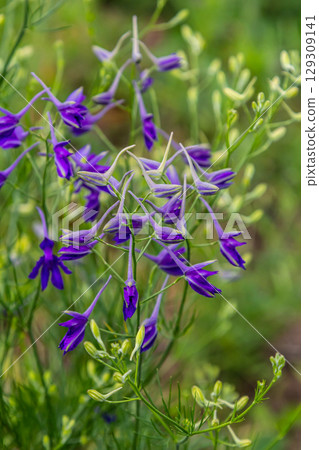 Delicate inflorescences. Field consolidation. Consolida regalis. Beautiful flower background of nature 129309141