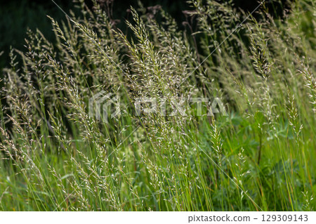 Calamagrostis arundinacea is a species of bunch grass in the family Poaceae, native to Eurasia, China and India. closeup of weeds of tropical mountains. Wild grass wallpaper. Weeds. nature grass Calamagrostis arundinacea is a species of bunch grass in the family Poaceae, native to Eurasia, China and India. closeup of weeds of tropical mountains. Wild grass wallpaper. Weeds. nature grass 129309143