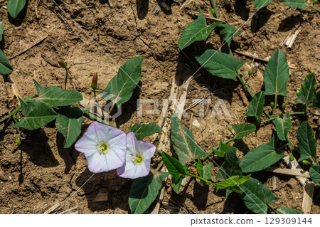 Field bindweed or Convolvulus arvensis European bindweed Creeping Jenny Possession vine herbaceous perennial plant with open and closed white flowers surrounded with dense green leaves 129309144