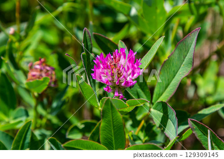 Wild red clover flower isolated Trifolium pratense, with green nature background Wild red clover flower isolated Trifolium pratense, with green nature background 129309145