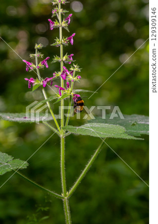 Close up of a hedge woundwort stachys sylvatica flower in bloom 129309146