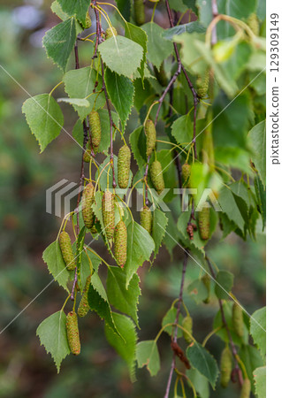 Summer background with a birch branch and earrings illuminated by the sun. Green birch leaves with dangling earrings Summer background with a birch branch and earrings illuminated by the sun. Green birch leaves with dangling earrings 129309149