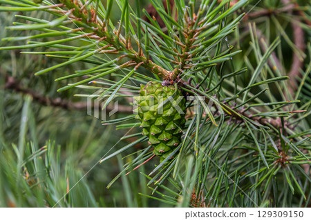 a small-growing cedar pine.Pinus pumila with big green cones in a sunny summer garden. Floral wallpaper 129309150