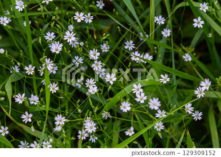 White blossoms of the longleaf bird's eye Stellaria longifolia White blossoms of the longleaf bird's eye Stellaria longifolia 129309152
