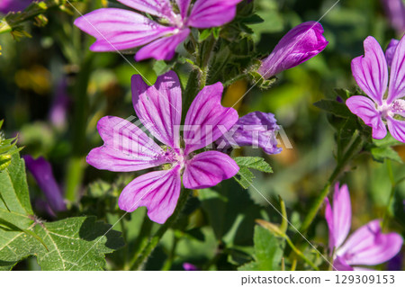 Close-up of beautiful flowers in the sun in spring. Malva common. Malva sylvestris. Common mallow Close-up of beautiful flowers in the sun in spring. Malva common. Malva sylvestris. Common mallow 129309153