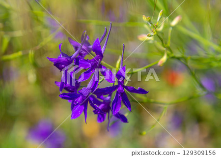 macro flowers of purple field delphinium, consolida, beautiful flowers, botany 129309156
