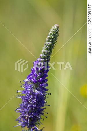 Veronica spicata spiked speedwell syn. Pseudolysimachion spicatum is a species of flowering plant in the family Plantaginaceae 129309157