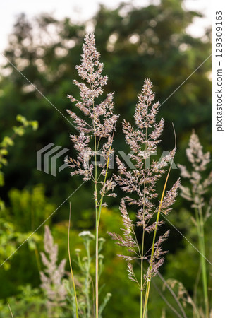 Calamagrostis arundinacea is a species of bunch grass in the family Poaceae, native to Eurasia, China and India. closeup of weeds of tropical mountains. Wild grass wallpaper. Weeds. nature grass 129309163