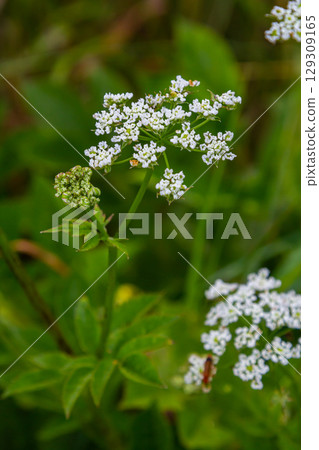 White Chaerophyllum aureum plant with smooth bokeh 129309165