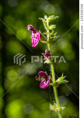 Close up of a hedge woundwort stachys sylvatica flower in bloom 129309166