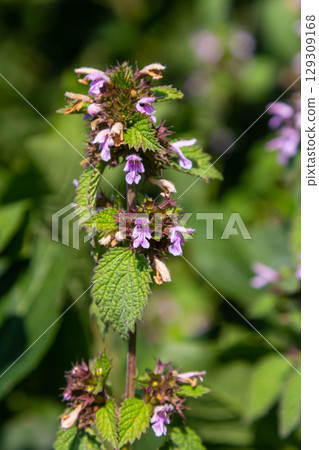 Flowers and leaves of Stachys thirkey Flowers and leaves of Stachys thirkey 129309168