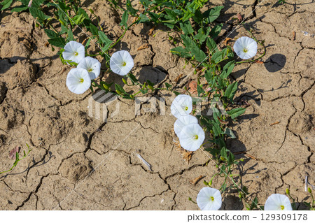 Field bindweed or Convolvulus arvensis European bindweed Creeping Jenny Possession vine herbaceous perennial plant with open and closed white flowers surrounded with dense green leaves Field bindweed or Convolvulus arvensis European bindweed Creeping Jenny Possession vine herbaceous perennial plant with open and closed white flowers surrounded with dense green leaves 129309178