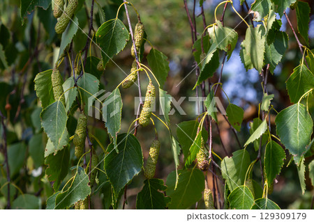 Detail of leafs and blossom of Betula pendula tree, silver birch 129309179