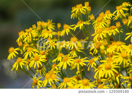 Wild plant Jacobaea vulgaris in the forest meadow. Known as ragwort, stinking Willie or tansy ragwort. Yellow delicate flower on a green background 129309180