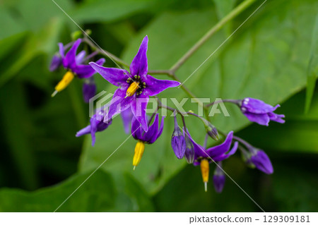 Bittersweet nightshade Solanum dulcamara flowers and buds with leaves. Place for text Bittersweet nightshade Solanum dulcamara flowers and buds with leaves. Place for text 129309181