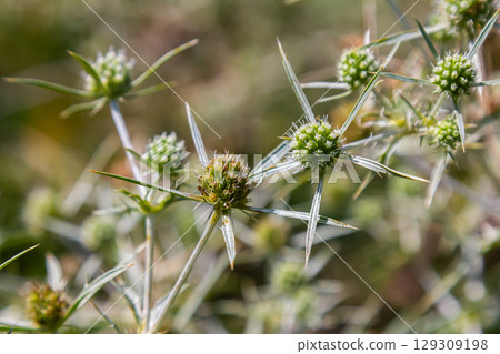 In the wild grows a thistle Eryngium Campestre, known as field eryngo. It is a species of Eryngium, which is used medicinally 129309198