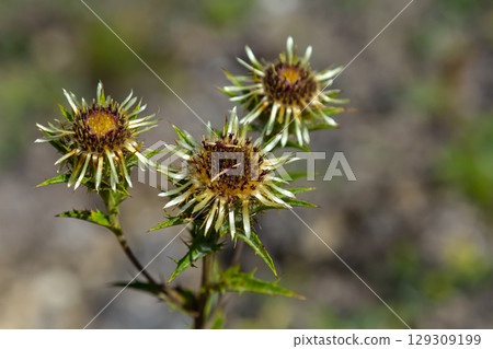 Carlina biebersteinii plant at field at nature. Carlina vulgaris or Carline thistle, family Asteraceae Compositae. Carlina corymbosa 129309199